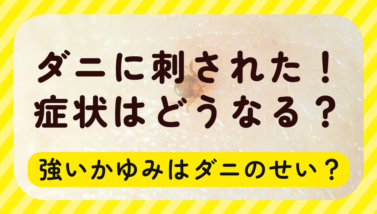 ダニに刺された！症状はどうなる？