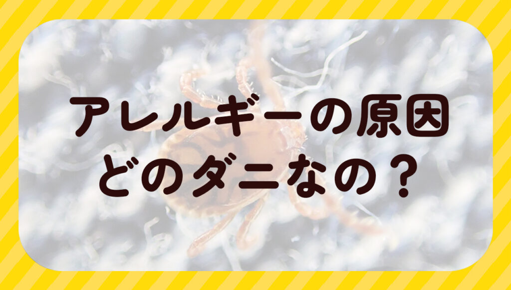 アレルギーの原因どのダニなの?