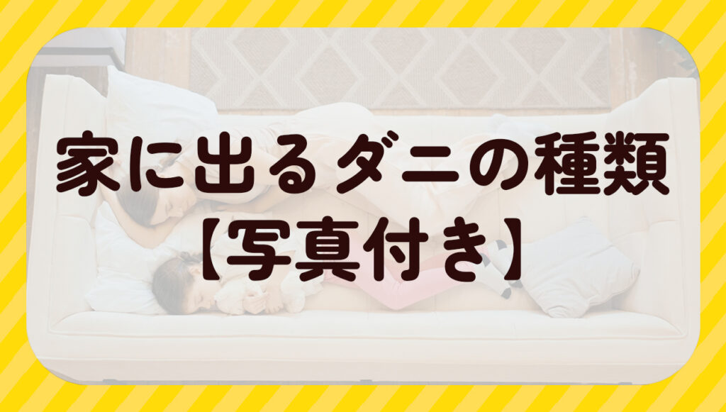 家にいるダニの種類【写真付き】