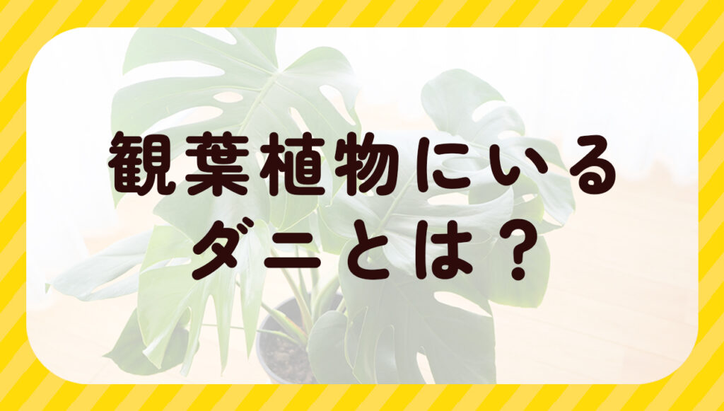 観葉植物にいるダニとは？