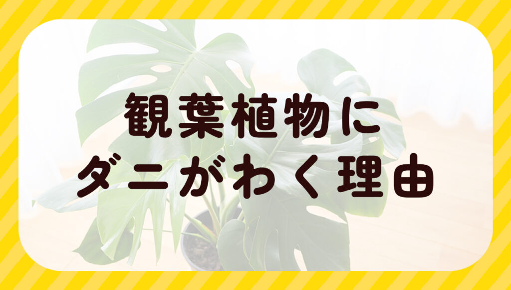 観葉植物にダニがわく理由