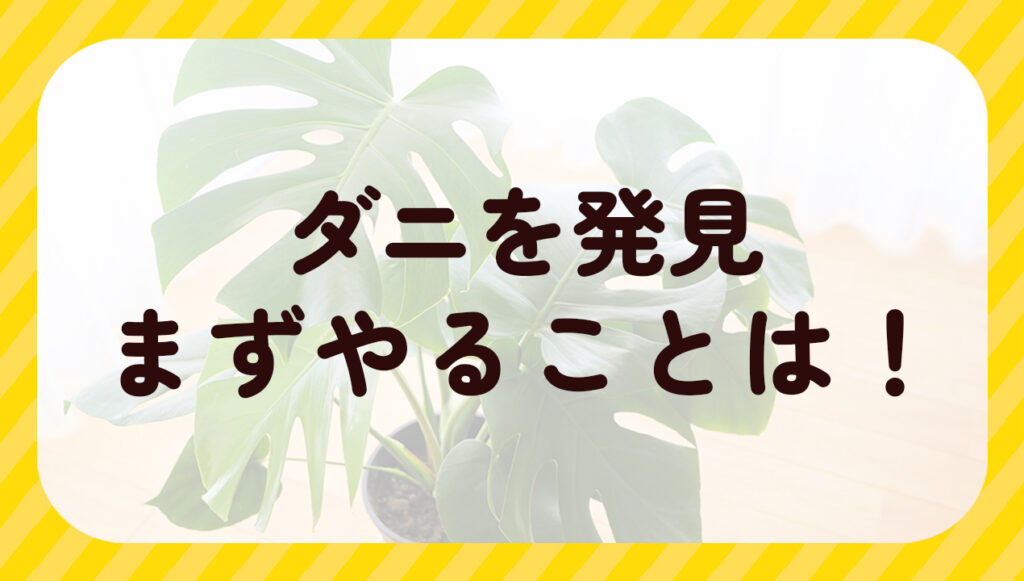 ダニを発見　まずやることは！