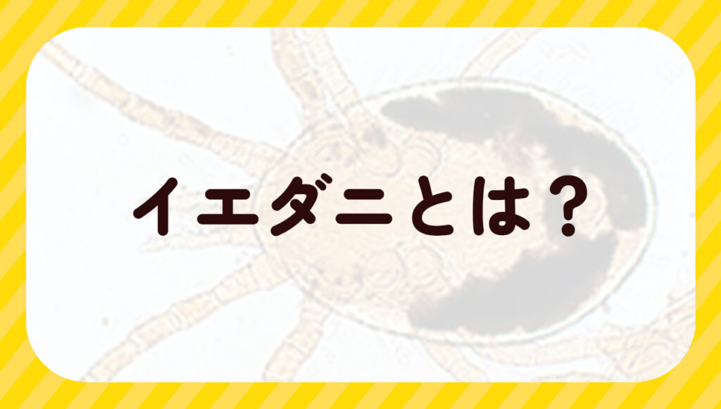 イエダニとは？