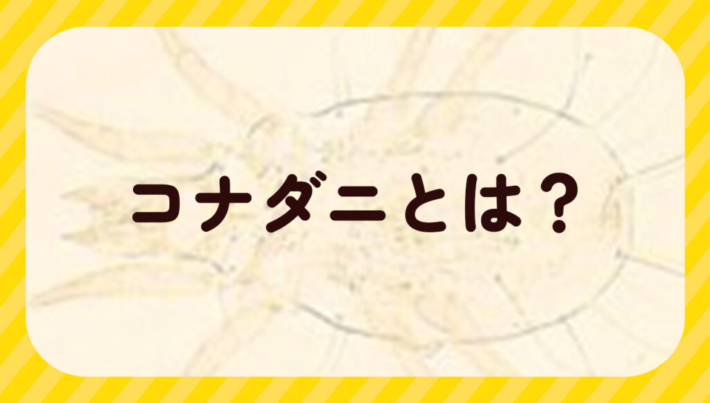 コナダニとは?
