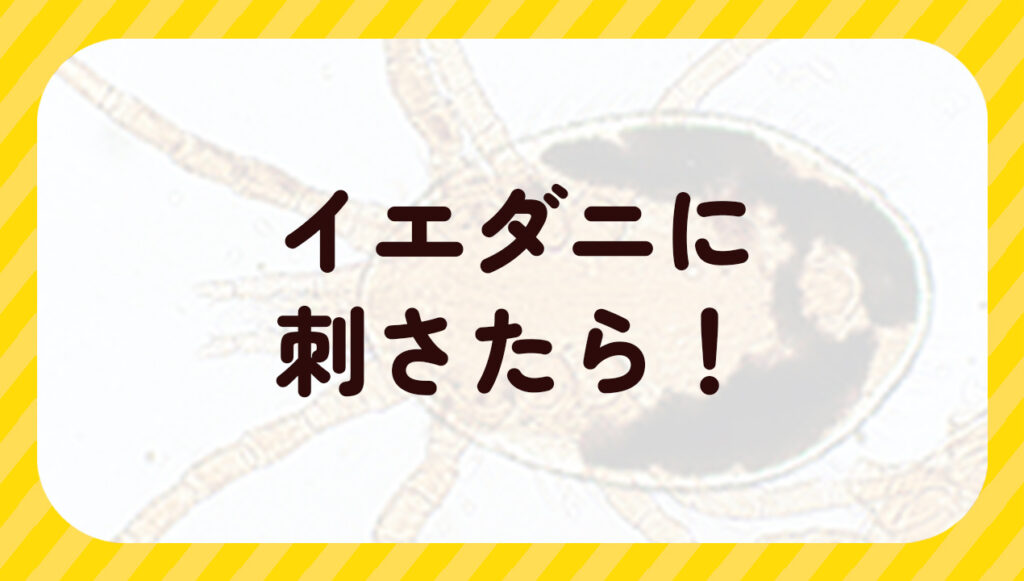 イエダニに刺されたら！