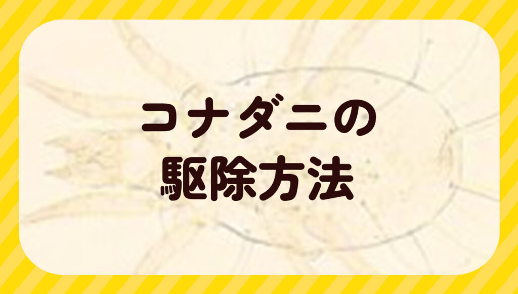 コナダニの駆除方法