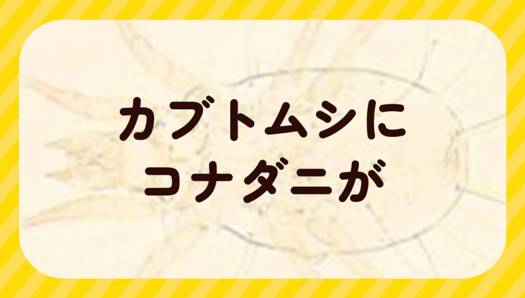 カブトムシにコナダニが