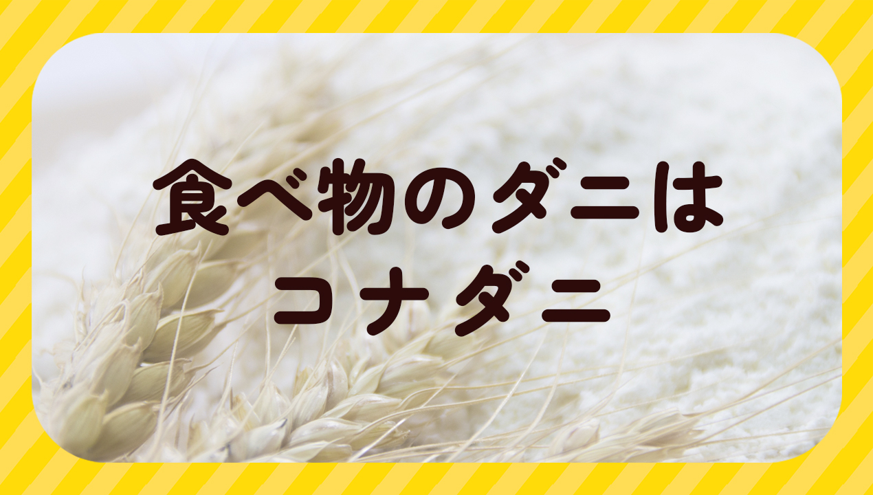 小麦粉にダニがわく!? コナダニの正体と食品を守る予防&保存術を徹底解説! | ダニタイムズ