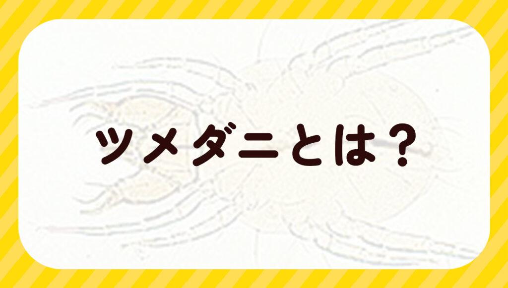 ツメダニとは？
