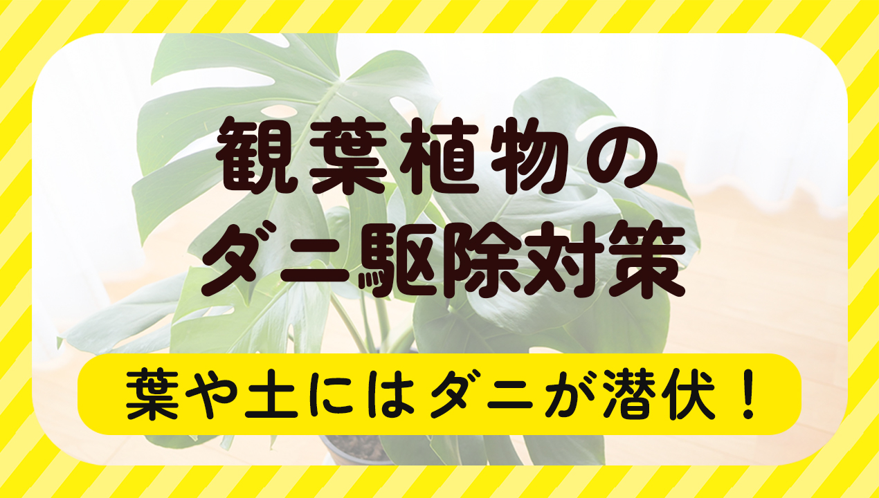 観葉植物のダニ駆除対策