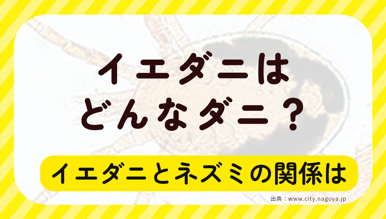 イエダニはどんなダニ