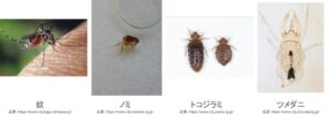ダニ刺されの症状を写真で比較|かゆみの原因はどのダニ? | ダニタイムズ
