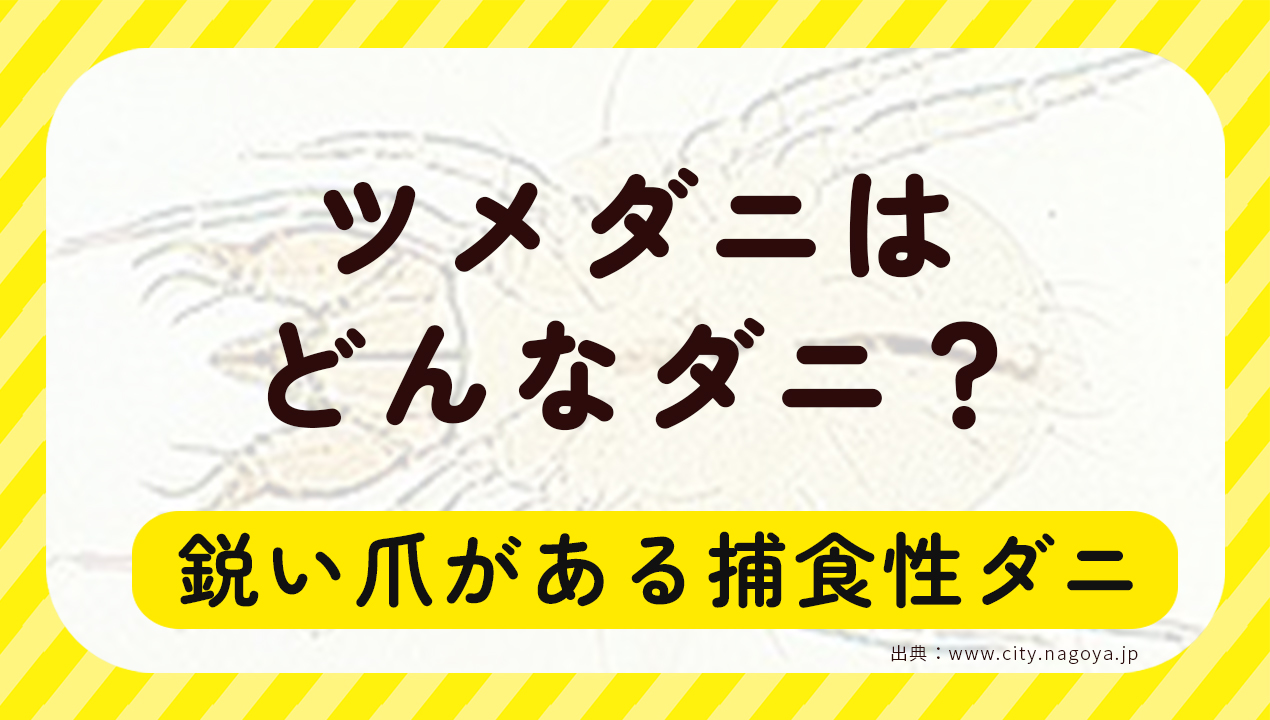 ツメダニはどんなダニ？